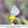 pseduphilotes vicrama buruny male